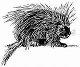 Porcupine Svg Clipart Vector Clip Coloring Drawing Line Animal Hedgehog Pages Transparent Libertarian Cliparts Drawings Graphic Writes Rebecca Zoology Illustration sketch template