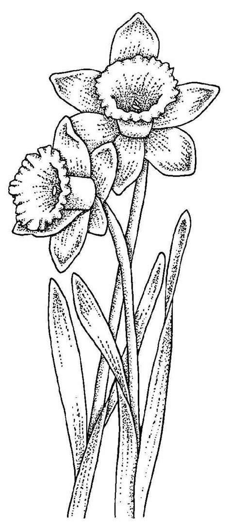 daffodil drawing flower coloring pages flower drawing floral drawing