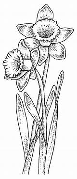 Daffodil Flower Drawing Coloring Pages Daffodils Flowers Stencil Tattoo Zentangle Snowdrop Clipart Patterns Draw Quilling Colouring Adult Book Library Clip sketch template