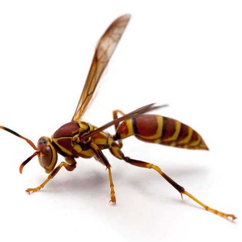 paper wasps pests  tennessee pest identifier  pest protection