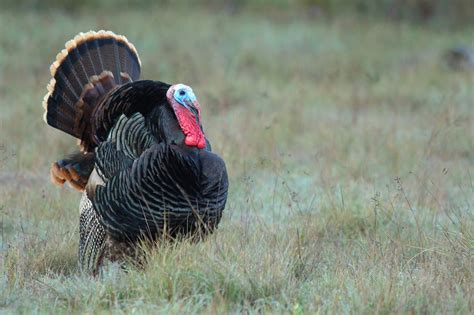 why america s wild turkeys are thankful for cannons yes