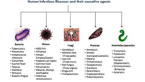 Classification Of Infectious Diseases Based On Their Causative Agents