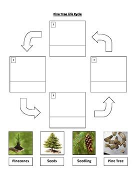 plant  tree life cycle worksheets  amy firnstahl tpt