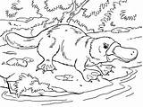 Platypus Coloring sketch template