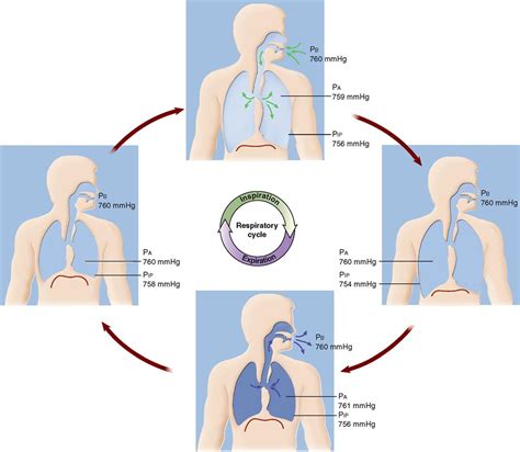 physiology   respiratory system basicmedical key