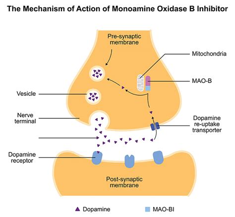 monoamine oxidase inhibitors agonists  modulators boc sciences