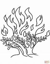 Bush Burning Coloring Moses Pages Tree Printable Drawing Bible Kids Dornbusch God Sheets Colouring Craft Color Crafts Story Through sketch template