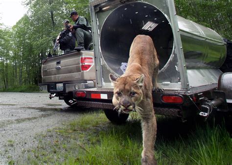 Cougars Glamorous Killers Expand Their Range