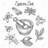 Spices Pestle Mortar Sketch Drawing Hand Drawn Vector Bowl Spice Vintage Herbs Draw Retro Mill Illustration Vessel Getdrawings Shutterstock Old sketch template