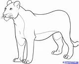 Lioness Dragoart Cubs Disney Drawn sketch template