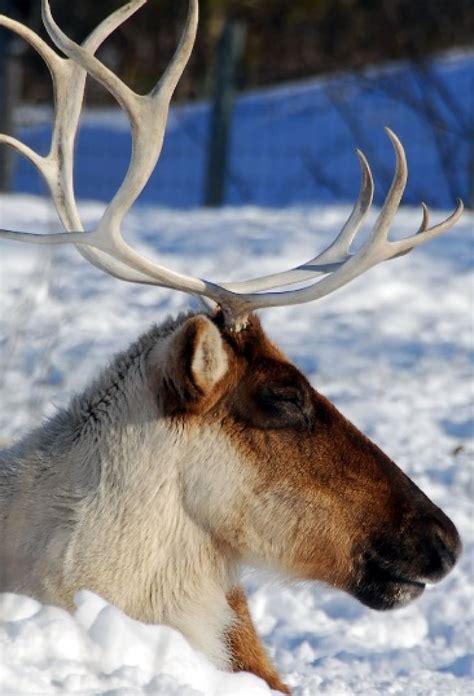 reindeer facts animal facts encyclopedia