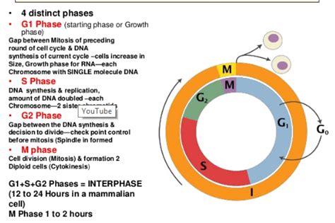 interphase definition  stages