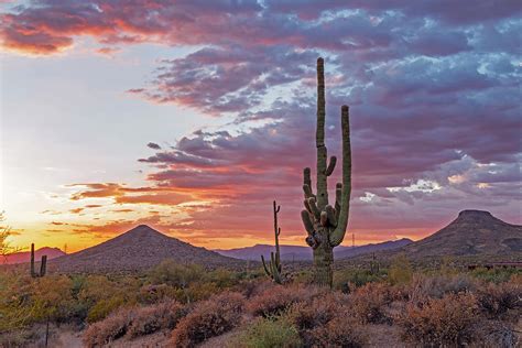 arizona desert sunset landscape  tall cactus photograph  ray