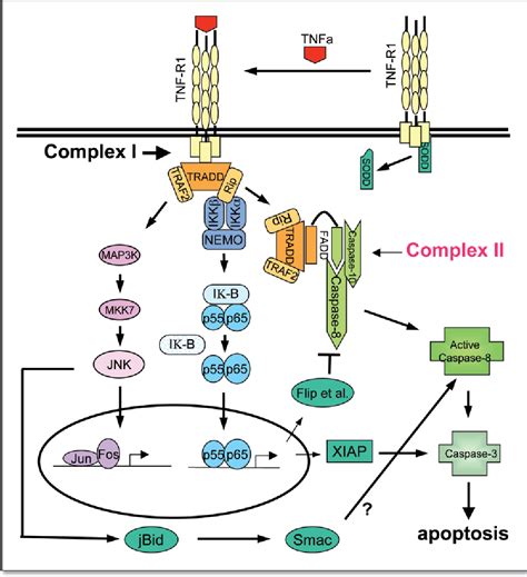 figure   overview  cell death signaling pathways semantic scholar