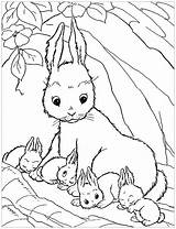 Rabbit Coloring Color Pages Incredible Print Kids sketch template