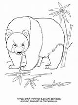 Wild Animals Coloring Pages Panda Animal Kids Print sketch template