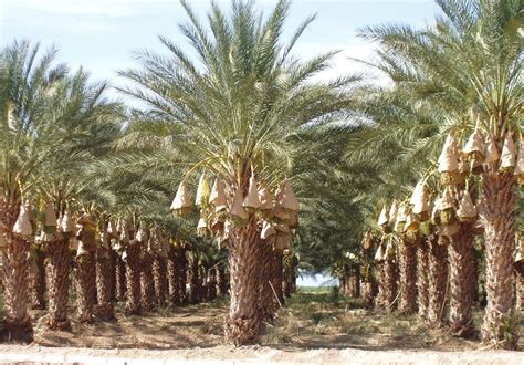 opinions  date palm