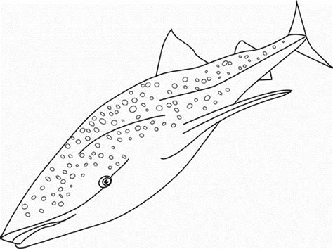 whale shark coloring pages coloring pages pinterest coloring