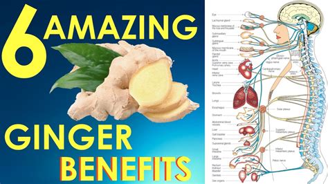 ginger is good health and dietary tips dailyupdates