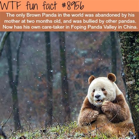 wtf fun facts collection barnorama