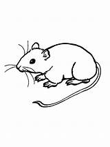 Ratos Colorir Mice Ratinho sketch template