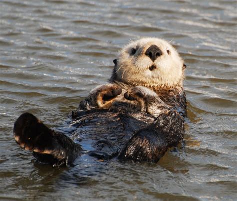 sea otter  national wildlife federation blog