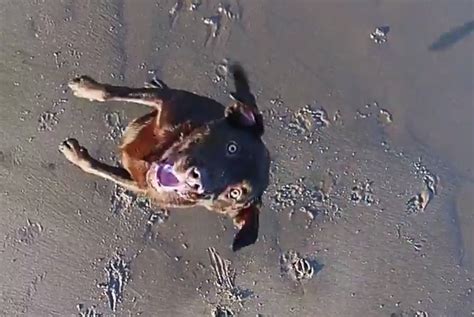 dog   catch  drone video boomsbeat