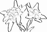 Edelweiss Gemt sketch template
