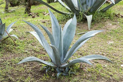 agave plant care growing guide