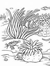 Coral Ausmalbilder Koraal Korallen Wasserpflanzen Ausmalen Koralle Clownfish sketch template