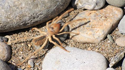 15 Arachnophobic Facts About Camel Spiders Mental Floss