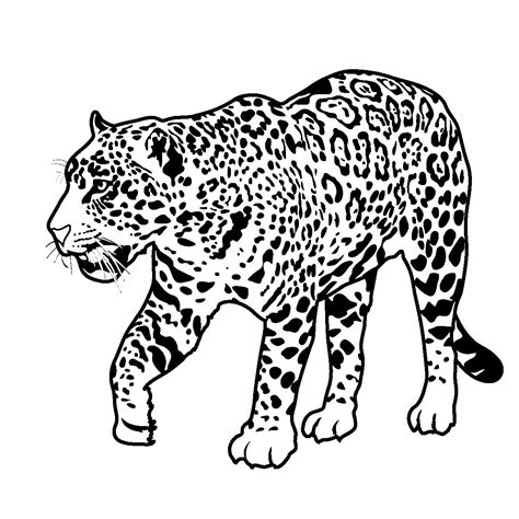 printable jaguar coloring pages rainforest animals jaguar animal