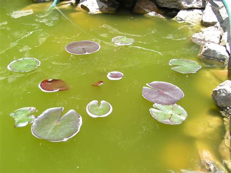 learn   describe  type  pond algae     pond
