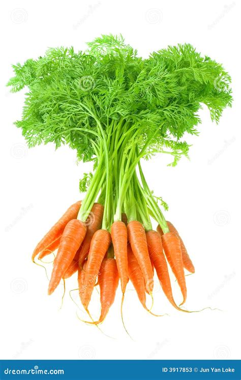 wortel stock afbeelding image  voedsel nave rijp
