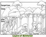 Rainforest Layers Coloring Facts Amazon Drawing Animals Forest Tropical Layer Canopy Sketch Emergent Clip Plants Drawings Biome Rain Printables Activities sketch template