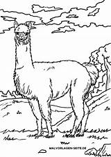 Coloring Alpaca Pages Llama Comments sketch template