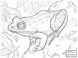 Bullfrog American Drawing Coloring Bull Frog Getdrawings sketch template