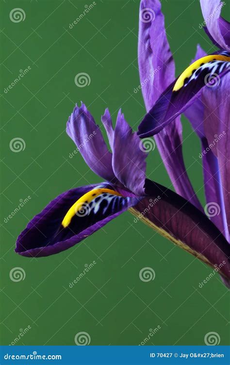 petals stock image image  wildflowers fall purple