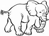 Elephant Coloring Pages Animals African Little Creative Young Jungle Fans Netart Via Printable sketch template