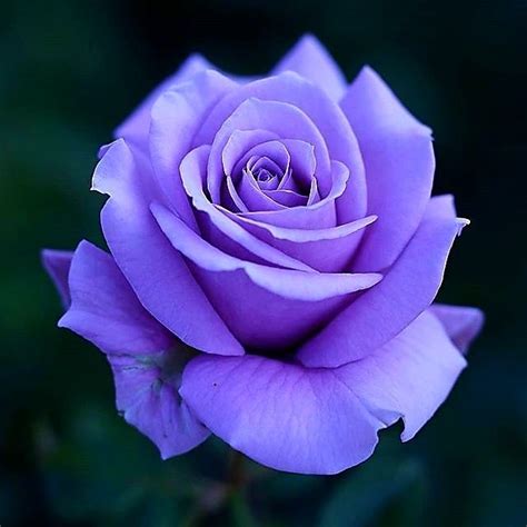 lovely purple rose beautiful rose flowers purple roses