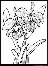 Orchid Cattleya Dover Tharens Pintar Orchidee sketch template