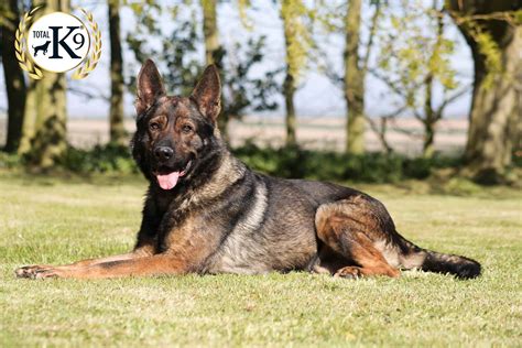 popular police dog breeds protection dogs
