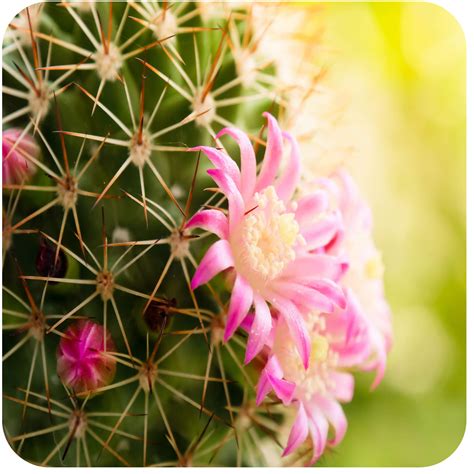 cactus flower fragrance oil kcs home fragrances
