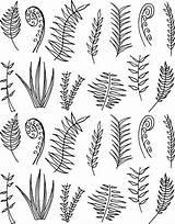 Fern Drawing Draw Line Leaves Drawings Plant Vector Drawn Sketch Doodle Doodles Flower Hand Template Paintingvalley Botanical sketch template
