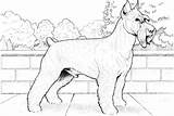 Schnauzer Ausmalbild Ausmalbilder Perros Terrier Categorías sketch template