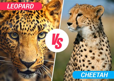cheetah  leopard