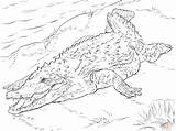 Crocodile Coloring Pages Realistic Printable American Drawing Nile Crocodiles Supercoloring Reptiles Templates sketch template