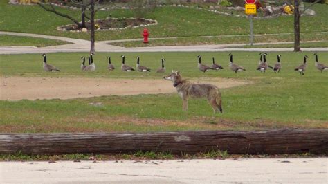 urban coyote research