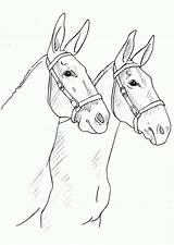 Mule Arabian Mules Horses Cavalos Mulets Coloringhome sketch template