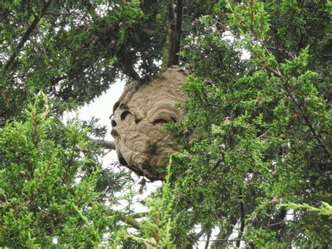 Asian Hornet Nest Discovered In Gloucestershire The